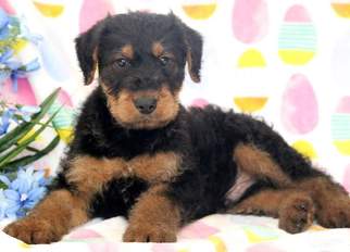Airedale Terrier Puppy for sale in MOUNT JOY, PA, USA