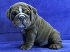 Small Photo #3 Bulldog Puppy For Sale in GROSSE POINTE FARMS, MI, USA
