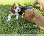 Small #7 Cocker Spaniel