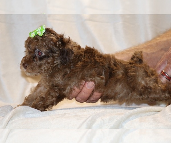 Medium Photo #22 Poodle (Toy) Puppy For Sale in DYERSBURG, TN, USA