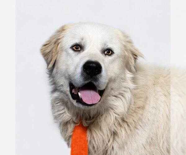 Medium Photo #1 Great Pyrenees Puppy For Sale in Santa Barbara, CA, USA
