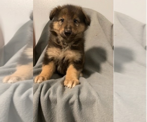 Medium Photo #1 Collie-Wolf Hybrid Mix Puppy For Sale in MONCLOVA, OH, USA