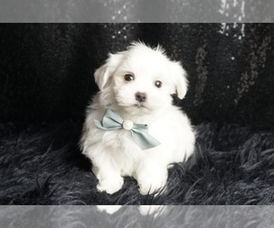 Medium Maltese