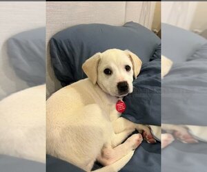 Labrador Retriever-Unknown Mix Dogs for adoption in Royal Palm Beach, FL, USA