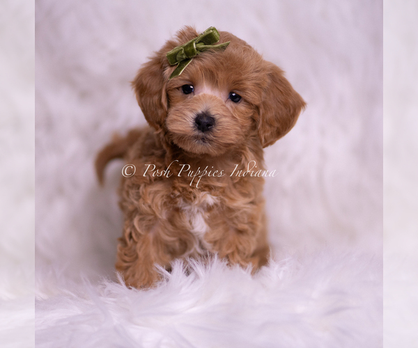 Medium Photo #2 Maltipoo (Miniature) Puppy For Sale in WARSAW, IN, USA