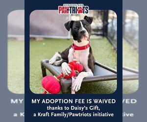 Boxer-Staffordshire Bull Terrier Mix Dogs for adoption in Dedham, MA, USA