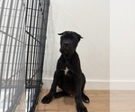 Small #6 Cane Corso