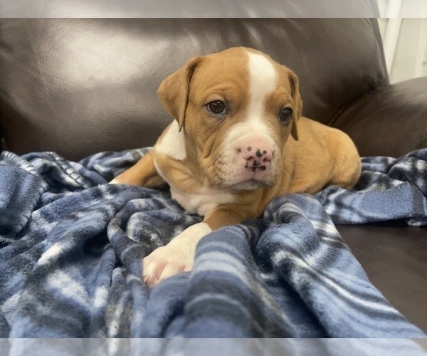 Medium Photo #104 American Bully Puppy For Sale in REESEVILLE, WI, USA