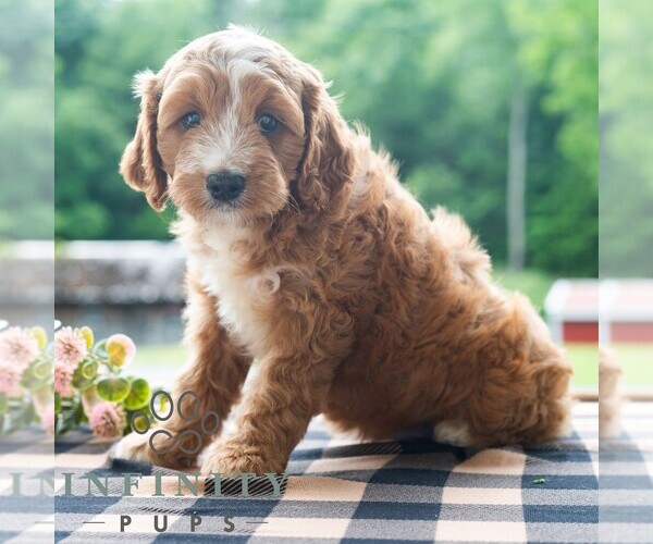 Medium Photo #3 Cavapoo (Miniature) Puppy For Sale in DORNSIFE, PA, USA
