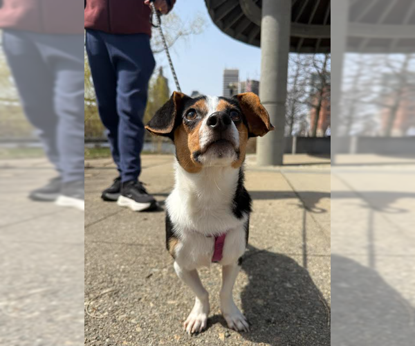 Medium Photo #3 Dachshund-Unknown Mix Puppy For Sale in Cranston, RI, USA