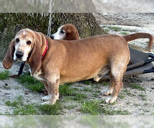 Medium Photo #5 Basset Hound Puppy For Sale in Deepwater, NJ, USA