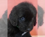 Small Photo #6 Bernedoodle Puppy For Sale in COOLIDGE, AZ, USA