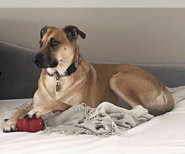 Medium Photo #6 Mutt Puppy For Sale in Oro Medonte, Ontario, Canada