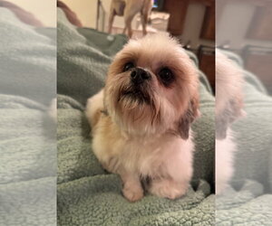 Shih Tzu Dogs for adoption in Pottstown, PA, USA