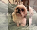 Small #1 Shih Tzu