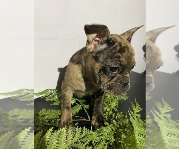 Medium Photo #1 Faux Frenchbo Bulldog Puppy For Sale in LIVERMORE, CA, USA
