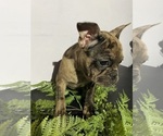 Puppy Mocha Faux Frenchbo Bulldog