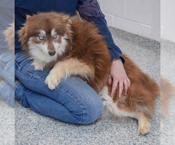 Medium Photo #3 Pomsky Puppy For Sale in Huntley, IL, USA