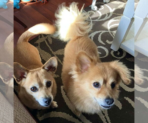 Medium Photo #5 Pomeranian Puppy For Sale in Mount Laurel, NJ, USA