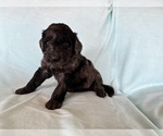 Small #1 Goldendoodle