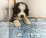 Small #1 Miniature American Shepherd