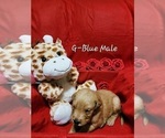 Small Photo #3 Golden Retriever Puppy For Sale in HODGENVILLE, KY, USA