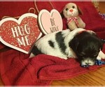 Small Photo #2 Havanese Puppy For Sale in HARRISONBURG, VA, USA