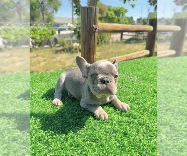 Medium Photo #8 French Bulldog Puppy For Sale in LOS ANGELES, CA, USA
