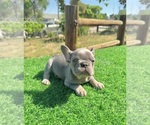 Small #7 French Bulldog