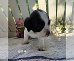 Small #2 Cocker Spaniel-English Springer Spaniel Mix