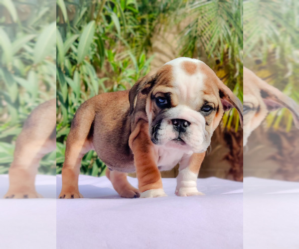Medium Photo #9 English Bulldog Puppy For Sale in LAS VEGAS, NV, USA