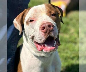 American Pit Bull Terrier-Unknown Mix Dogs for adoption in Martinsburg, WV, USA