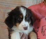 Small Photo #5 Miniature American Shepherd Puppy For Sale in FRESNO, CA, USA