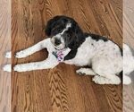 Small Photo #1 Goldendoodle (Miniature) Puppy For Sale in COATS, NC, USA