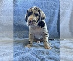 Puppy Munson Great Dane