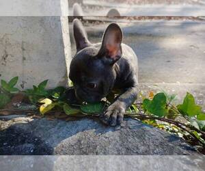 French Bulldog Puppy for sale in TAMPA, FL, USA
