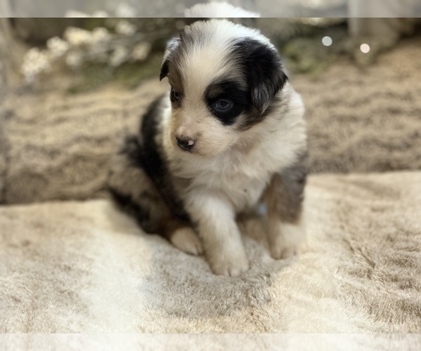 Medium Photo #3 Australian Shepherd Puppy For Sale in NEW HAVEN, CT, USA