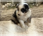 Small #2 Australian Shepherd
