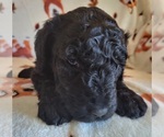 Small Photo #3 Goldendoodle Puppy For Sale in SCARBRO, WV, USA
