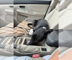 Small #6 Labrador Retriever Mix
