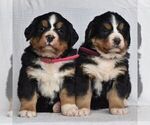 Small Photo #6 Bernese Mountain Dog Puppy For Sale in MILLERSTOWN, PA, USA