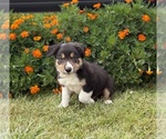 Small #3 Border Collie