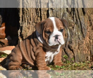 Bulldog Puppy for sale in ASH FLAT, AR, USA