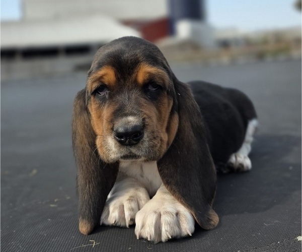 Medium Photo #6 Basset Hound Puppy For Sale in GREENLEAF, WI, USA