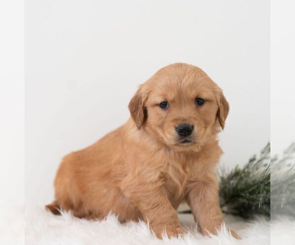 Medium Photo #3 Golden Retriever Puppy For Sale in NEWPORT, PA, USA