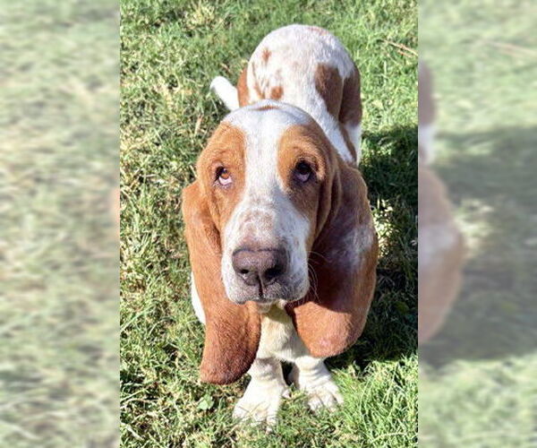 Medium Photo #3 Basset Hound Puppy For Sale in Deepwater, NJ, USA