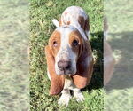 Small #2 Basset Hound