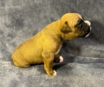 Small Photo #4 Boxer Puppy For Sale in CLAREMORE, OK, USA