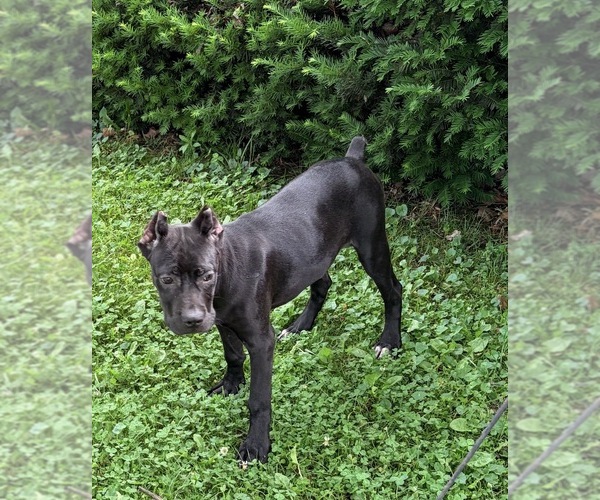 Medium Photo #27 Cane Corso Puppy For Sale in ANDERSON, IN, USA