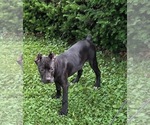 Small #26 Cane Corso